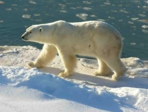 Polar Bear Polar Bear