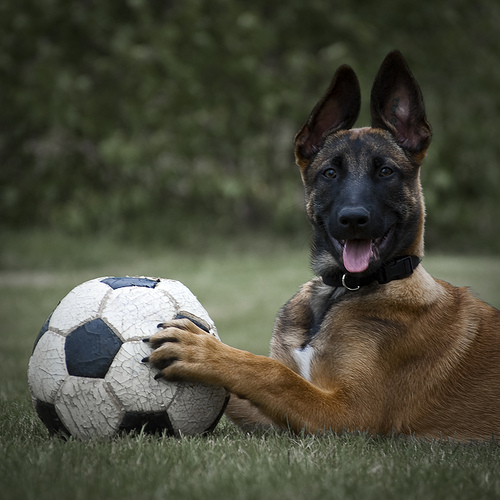 Beligan Malinois