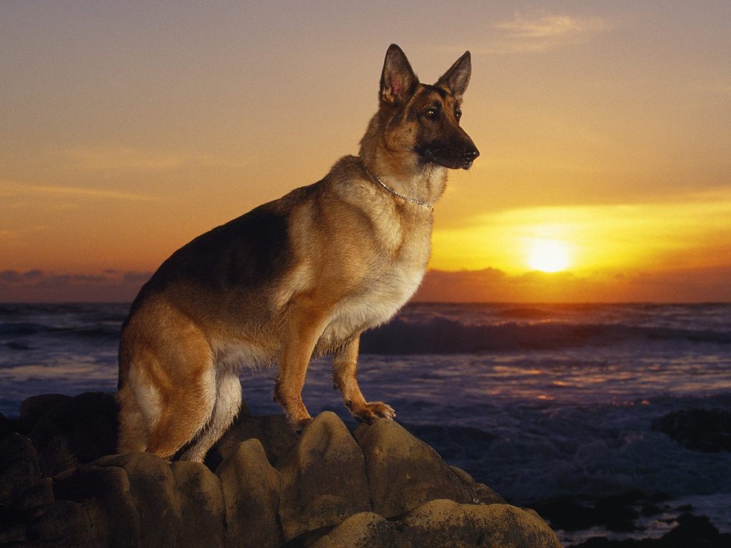 german shepherd