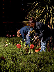 guerilla gardening 