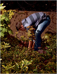 guerrilla gardening