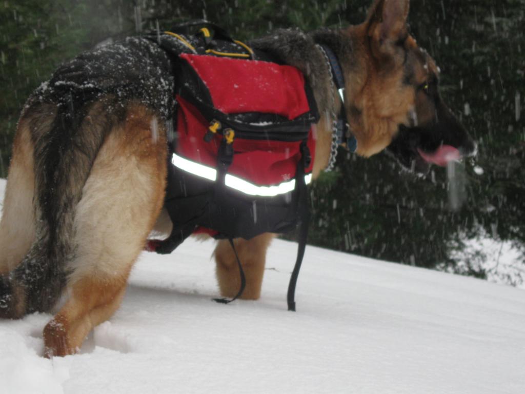 dog survival bag