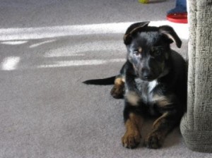 Survival Dog Ayla