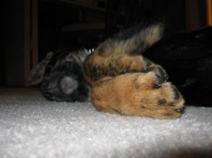 Survival Dog Paws
