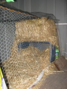 Backyard Chickens