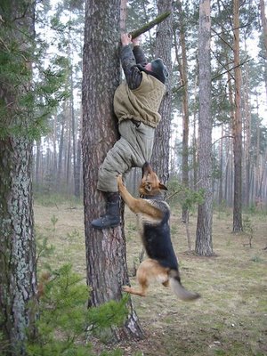 dog chases man up tree
