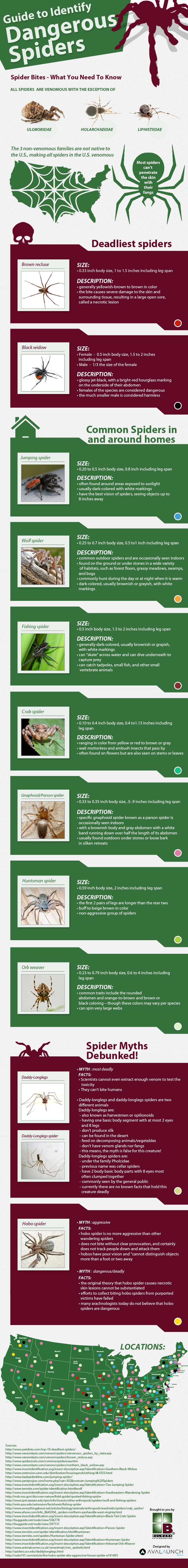 American Spider Identification Chart