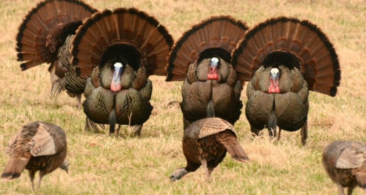 survival wild turkey spot preparing