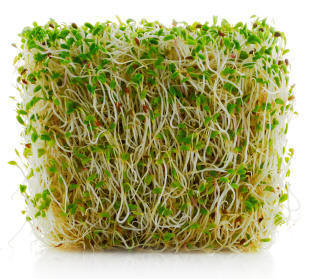 Mold On Sprouts