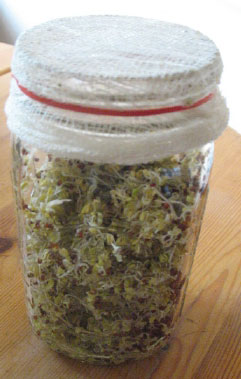 Cheesecloth Sprouter Cheesecloth Sprouter