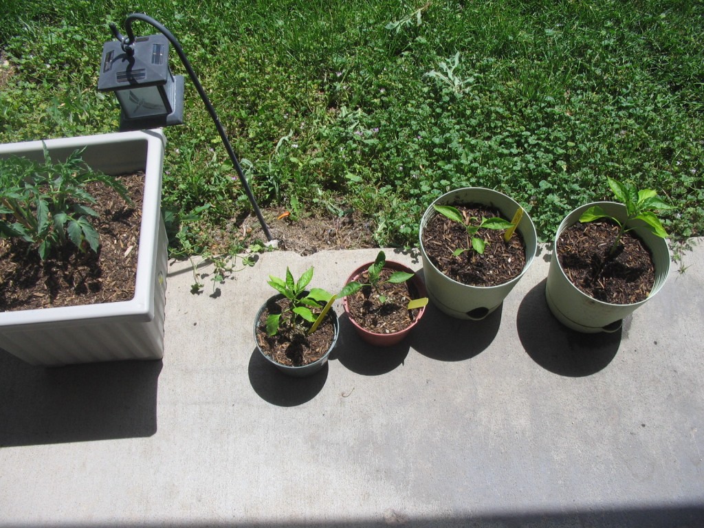 Container Garden