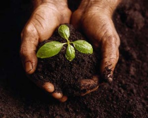 seedling