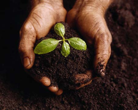 seedling