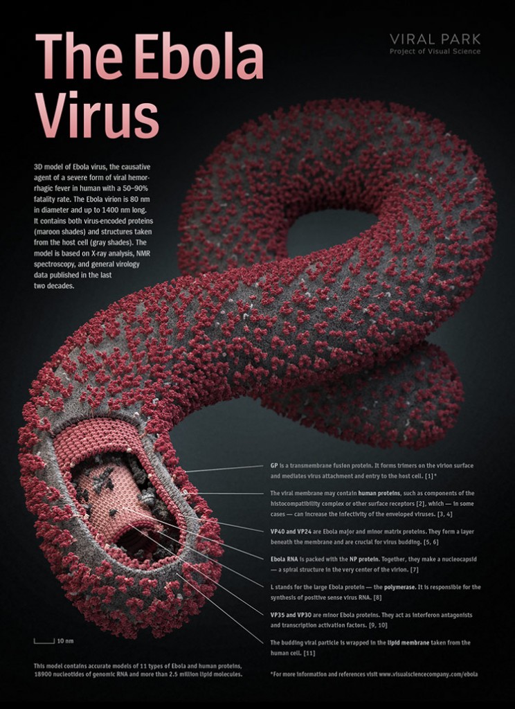 ebola virus poster - visual science