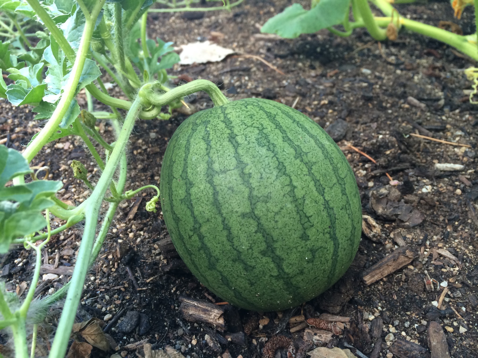 Organic Gardening