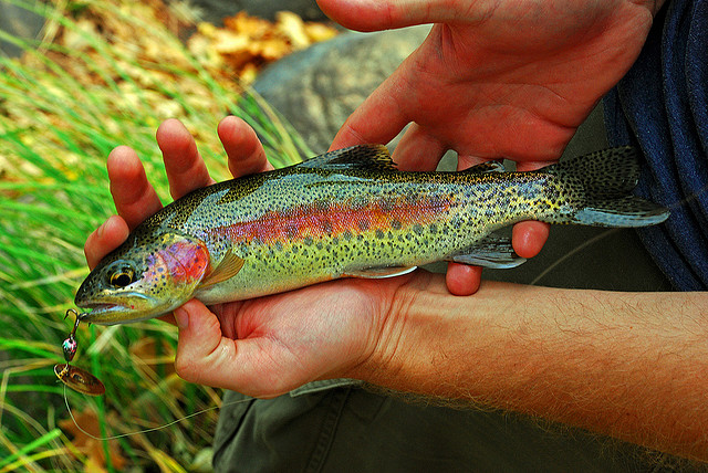 Gut a fish