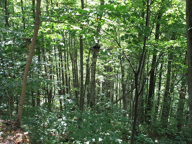 wilderness survival tips